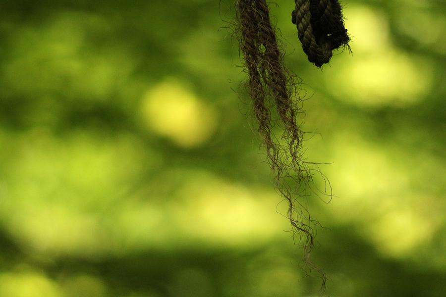 Ett rep i skogen i Helsingborg
