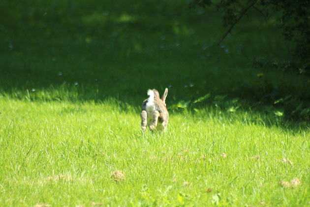 Kanin i sommaren - djufotografering