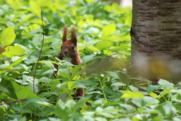 Fotografering av ekorre - mitt favoritdjur