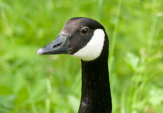 Djurfotografering - porträtt av en gås.