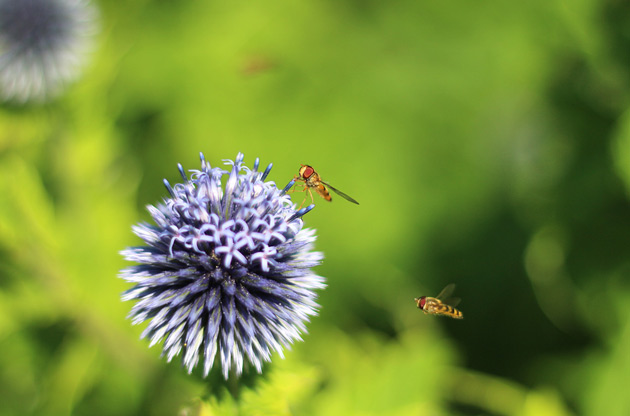 Djurfotografering av insekter som arbetar.