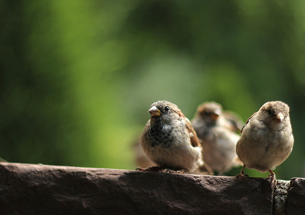 Fotografering av småfåglar.