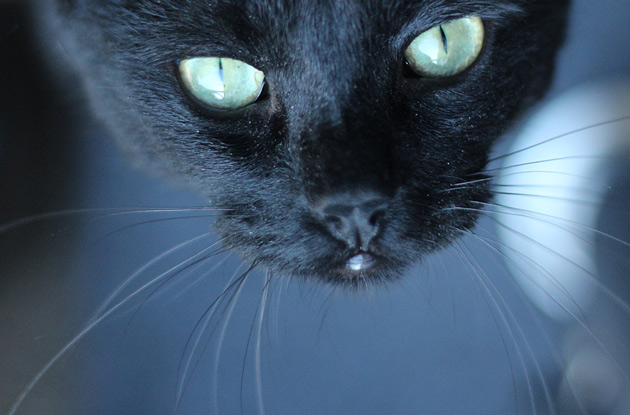 Svart katt - fotografering av husdjur