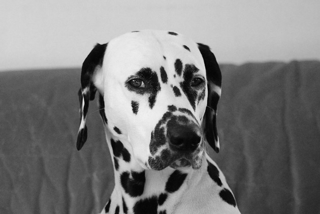 Djurfotografering i svartvitt av en hund.