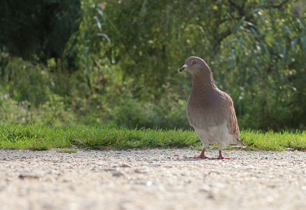 Djurfotografering av en duva i en park.
