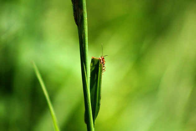 Djurfotografering - insektsfotografering.