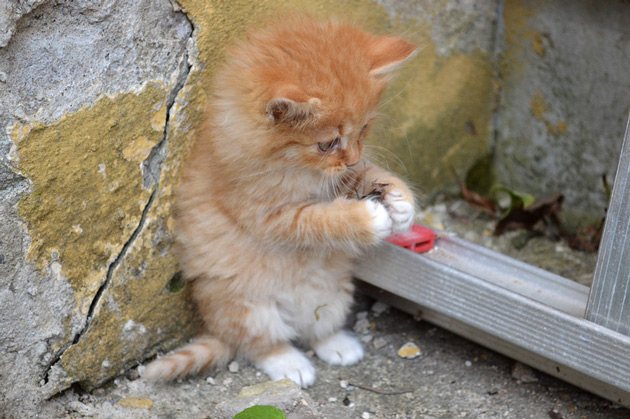 Djurfotografering av kattunge som leker.