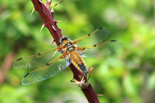 Trollslända - fotografering av insekt