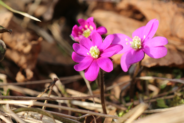 Vårblommor som heter rödsippa